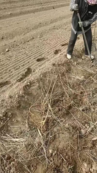 臭椿苗，一年籽播苗，地径0.5/1公分以上。需要联系18534302961