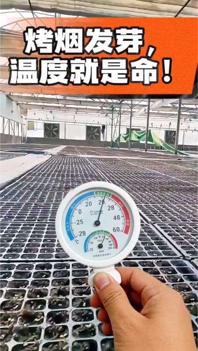 老烟农都懂：发芽温度不对，后期再管都白费！