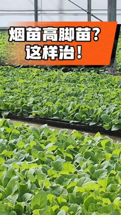 烤烟齐苗期管理关键：精准控温，防高脚苗，培育壮苗好上手！