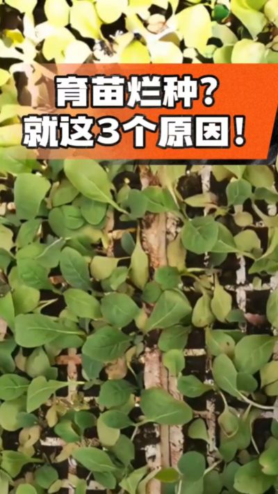 烤烟育苗烂种？3个原因讲清楚！消毒、控水、控温，做到就苗齐苗壮🔥
#烤烟育苗 #烤烟种植 #烂种防治 #烟农
