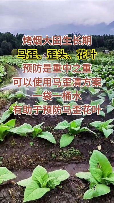 烤烟大田生长期，马歪歪头花叶预防是重中之重，可以使用马歪清方案，一袋一桶水，有助于预防马歪花叶。
烤烟管理早做一步，后期少操心！#烤烟种植#烤烟管理#烤烟大田管理#烤烟病害防治